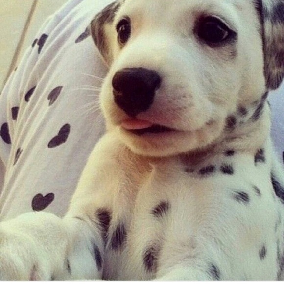 Meet the Posher Other - Meet your Posher, Mia